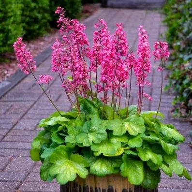 Coral Bells (Heuchera)